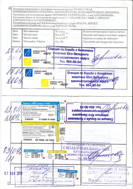 Отметки о прививках в паспорте собаки