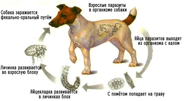 Как собака заражается
